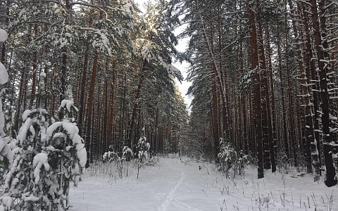 Касимовец мошенническим путём присвоил 27 гектаров леса при межевании земли