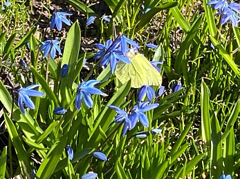 В Рязани цветут крокусы и пролески