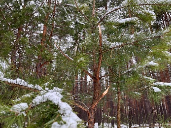 Под Солотчей обезглавливают и корчуют сосны