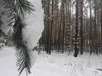 Рязанцы делятся фото первого снегопада в городе и в лесу