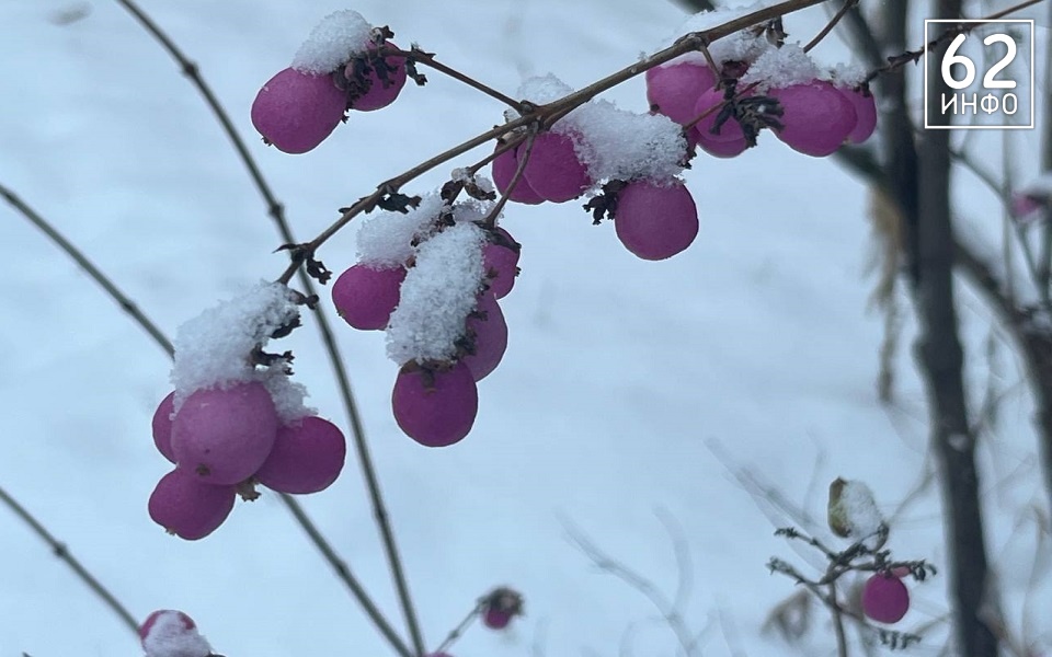 Рязанскую область ждет ветер в 7 баллов по Бофорту - 62ИНФО