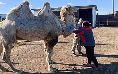 Рязанский верблюд Гордый поцарапал девочку и получил вакцину от бешенства