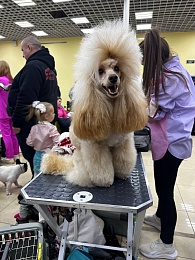 В Рязани проходит выставка собак «Содружество»