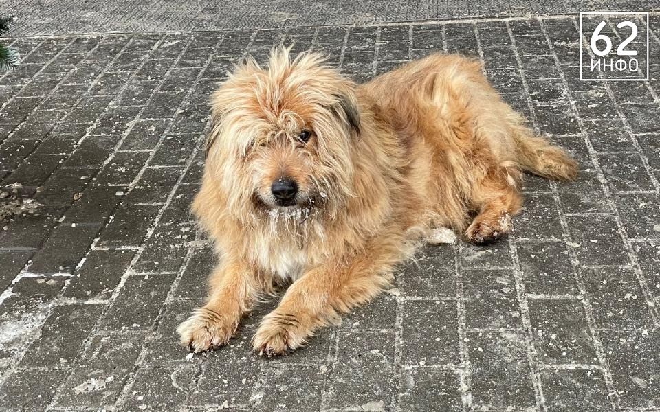 Рязанка заявила о нападении собак на площади Мичурина - 62ИНФО