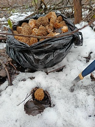 Рязанцы набрали три пакета сморчков в метель