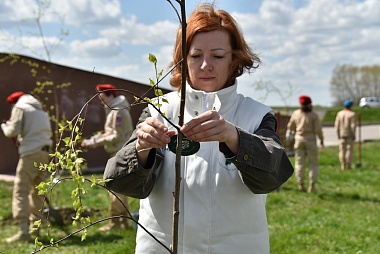 Любимов поучаствовал в высадке берёз в Михайловском районе