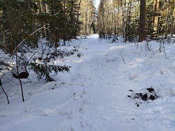 В Рязанской области выросла численность волков и кабанов