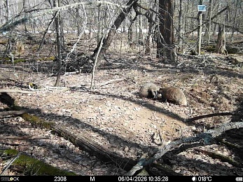 Окский заповедник показал фото кокетливого кабана и деловой лисы