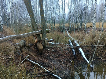 Кабаны в Окском заповеднике вели учёт бобров