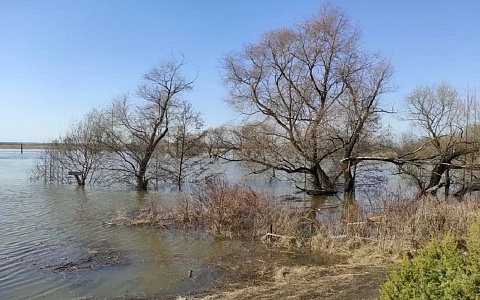 Ока и Мокша растут, Проня начала падать: половодье в Рязанской области 7 апреля