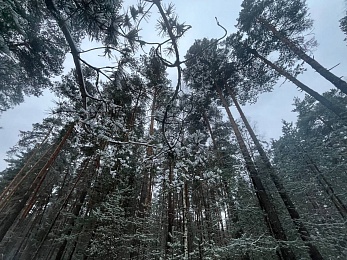 В рязанском лесу сфотографировали заброшки и лестницу в никуда - 62ИНФО В рязанском лесу сфотографировали заброшки и лестницу в никуда