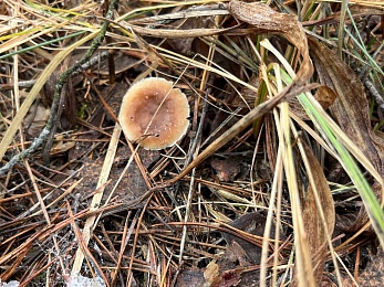 Грибники, к бою: в январе рязанские леса заполонили опята