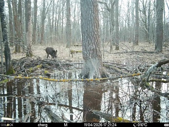 Звери в разливе: Окский заповедник поделился моментами лесной жизни