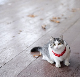 Рязанская кошка Ефросинья поборется за «Хвостатый Оскар»