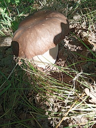 В мещерских лесах нашли гигантские грибы