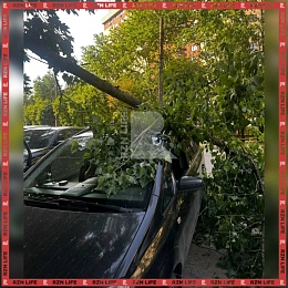 В Рязани дерево упало на машину