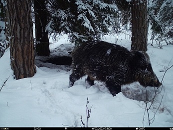 Окский заповедник показал снимки волков и рыси с фотоловушек