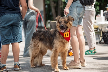 В рязанском Лесопарке прошла выставка бездомных животных «Пойдём домой»