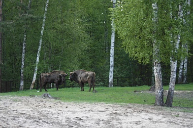 Зубр Мунмеджикстоун переселился в Окский заповедник