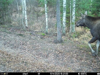 В рязанском лесу сфотографировали медведя и рысь