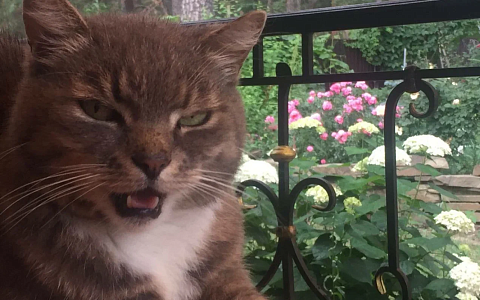 Рязанцам рассказали, где привить животных от бешенства