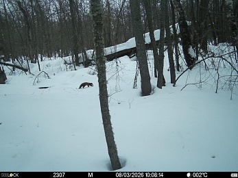 В рязанском лесу сфотографировали инфернального зайца