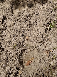 В Спасском районе нашли следы медведя в трёх лесничествах