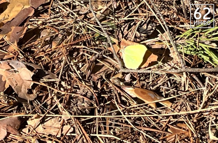 В Рязанской области заметили крушинниц-скороспелок - 62ИНФО