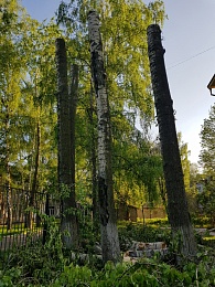 В рязанском посёлке Соколовка вырубают тополя