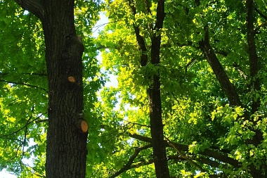 Мэр Рязани проинспектировала ход благоустройства в Дашково-Песочне