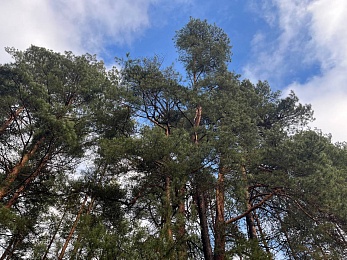 Аномальный февраль: в лесах под Рязанью распускается листва и растут грибы