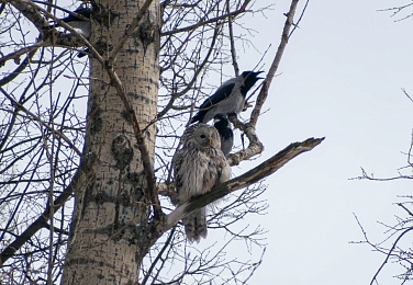 В рязанском парке вороны атаковали сову