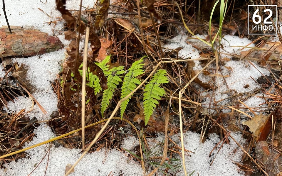 Январь продолжит удивлять рязанцев погодой - 62ИНФО
