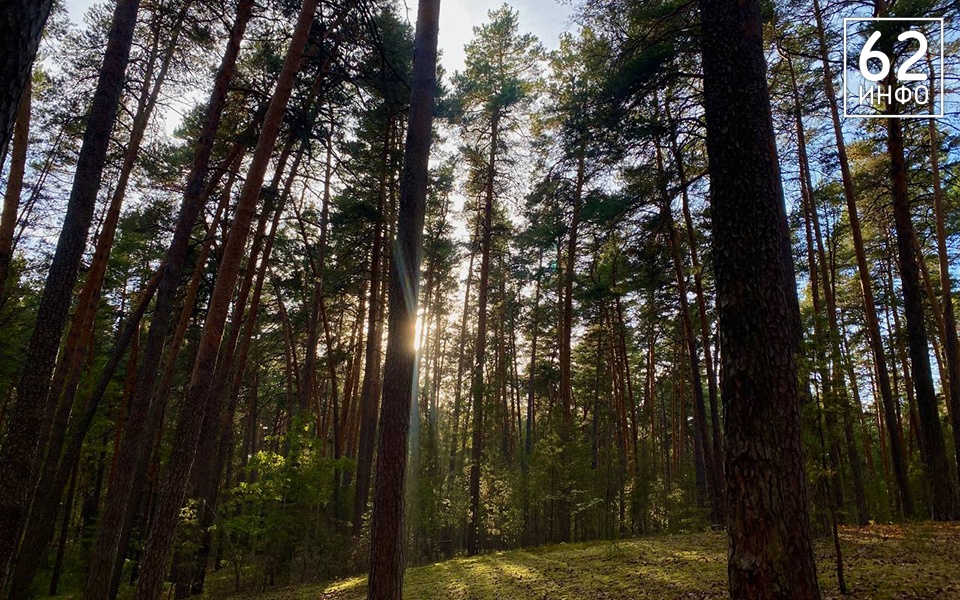 В Рязанской области усилен контроль за лесными пожарами - 62ИНФО