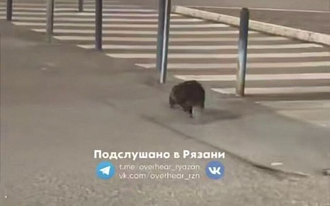 На парковке у «Глобуса» заметили бобра
