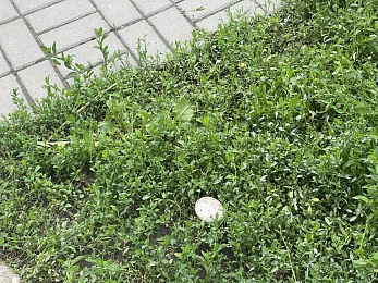 Рязанские дворы заполнили шампиньоны