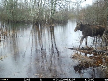 Звери в разливе: Окский заповедник поделился моментами лесной жизни