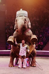 В Рязанском цирке представили шоу «Счастливый билет»