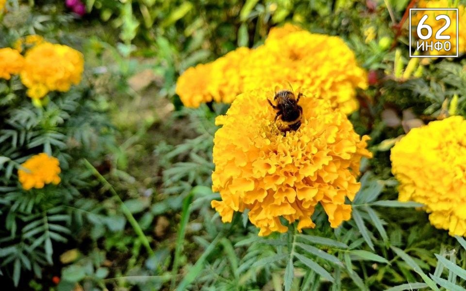 В Рязанской области в 2025 году зафиксировали 12 фактов массовой гибели пчёл - 62ИНФО