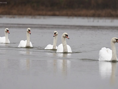 На рязанском водоеме заметили пятерых лебедей