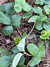 В Старый Новый год в Рязани зацвели примулы