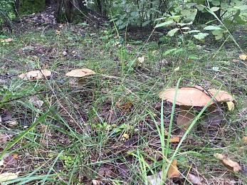 В Рязанской области 4 района накрыл урожай белых грибов