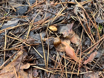 Аномальный февраль: в лесах под Рязанью распускается листва и растут грибы