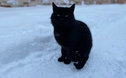 Под Рязанью укушенного подозрительной кошкой школьника прививают от бешенства