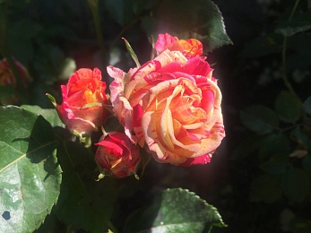 В Рязанской области 5 июля будет +31°С и переменчивый ветер до 8 м/с