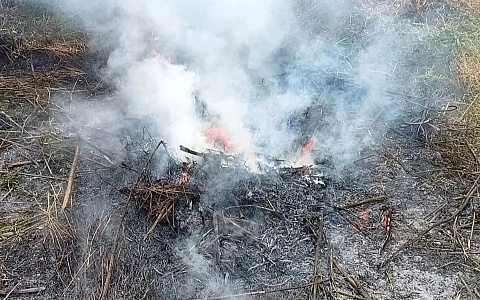 В Рязанской области полицейские сожгли 15 очагов дикорастущей конопли