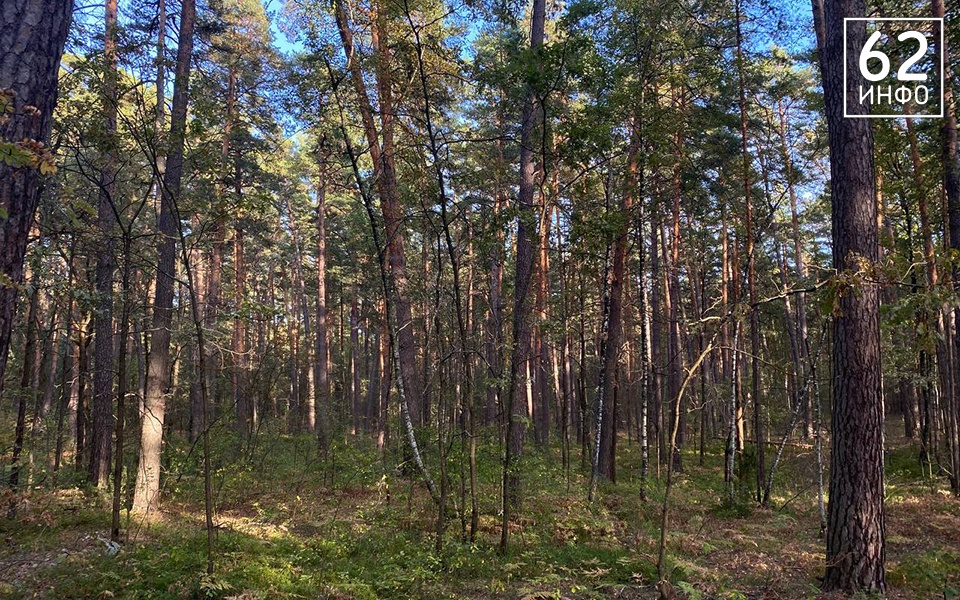 В Рязанской области вырубят деревья, которые повредил ветровал - 62ИНФО