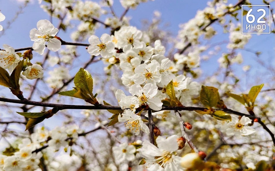 В Рязанскую область идет июньское тепло - 62ИНФО