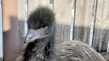 В Пронском районе из-за сугроба с подворья сбежал страус 