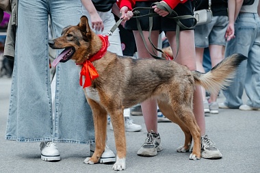 На выставке "Пойдем домой" в Лесопарке Рязани 9 собак и 4 кошки нашли хозяев